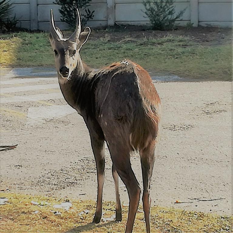 דירות Brenton Bushbuck Lookout מראה חיצוני תמונה